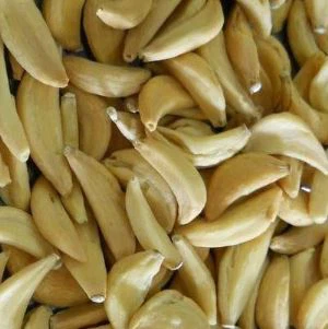 Qronfol tat-Tewm Deidratat